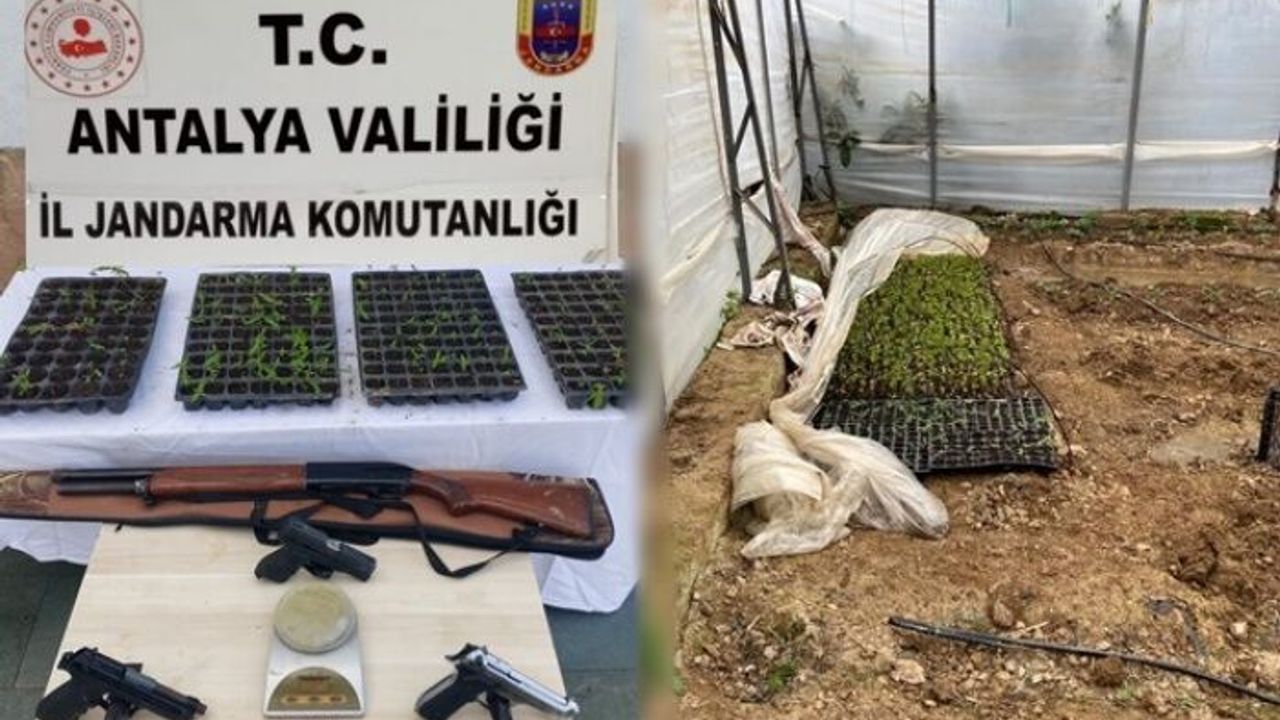 Alanya’da jandarmadan uyuşturucu yetiştirilen seraya baskın!