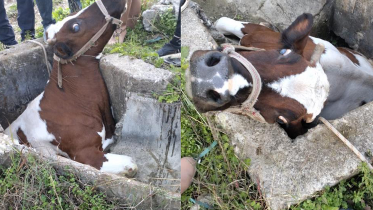 Sulama kanalı çukuruna düşen inek kepçeyle kurtarıldı!