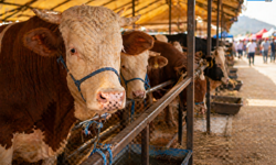 Alanya’da kurbanlık fiyatları cep yakıyor