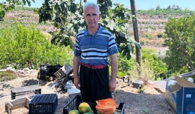 Alanya’da papaya hasadı başladı