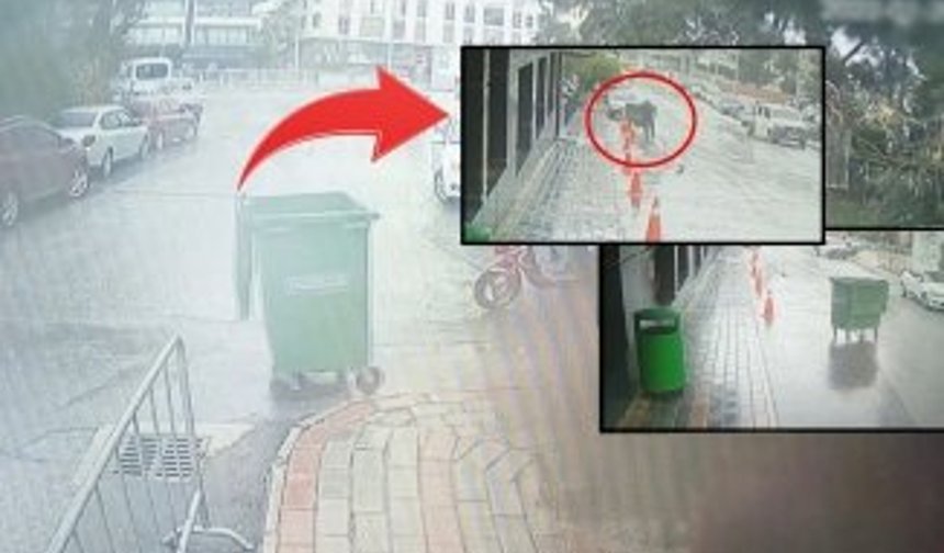 Alanya’da rüzgarın sürüklediği çöp konteynerinin peşinden böyle koştu